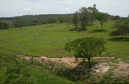 Termite hills of Minas Gerais